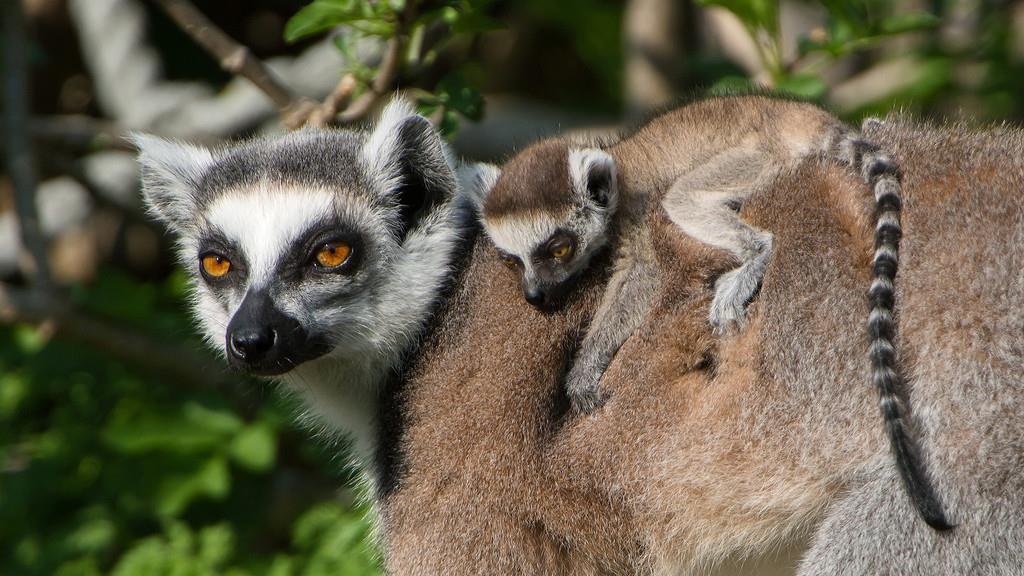 Nachwuchs bei den Kattas im Wiener Tiergarten Schönbrunn