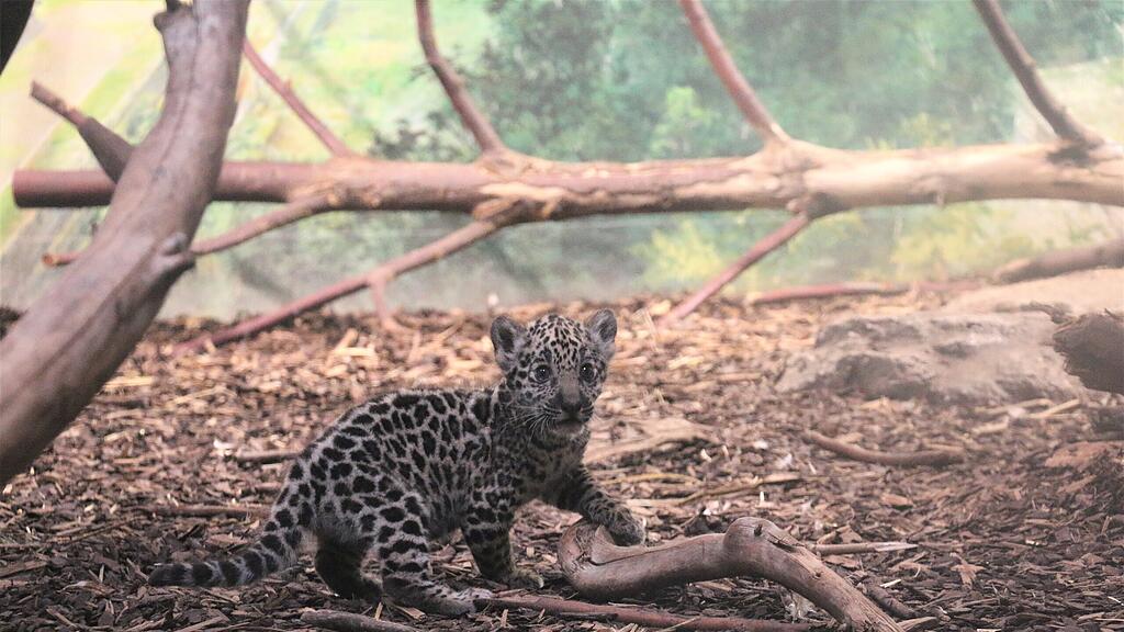 Jaguar-Baby macht ersten Ausflug