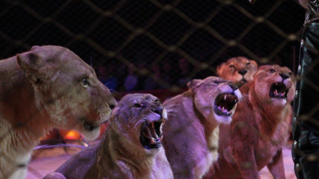 Circus Krone in Traunstein
