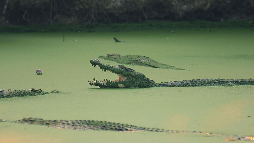 Die Falle war aufgestellt worden, um ein rund vier Meter lange Krokodil zu fangen (Symbolbild).