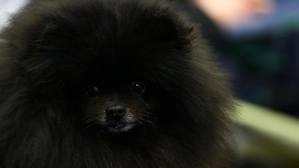 Festival der Hunde im Messezentrum Salzburg