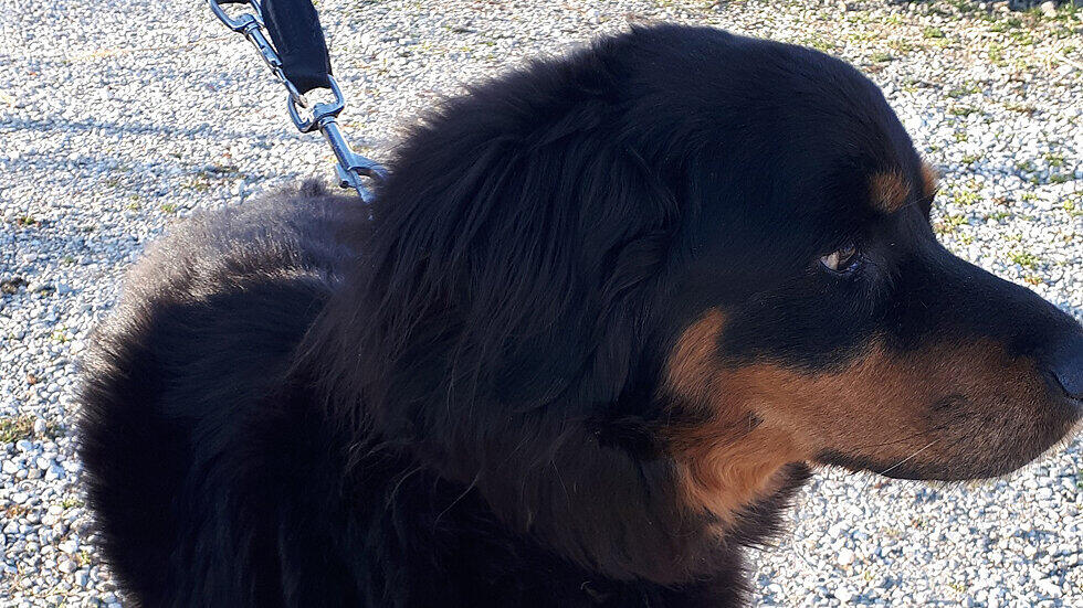 Lucy, Hündin, Neumarkt am Wallersee, tot, verwahrlost