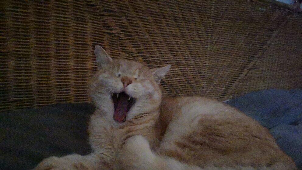Weltkatzentag 2022