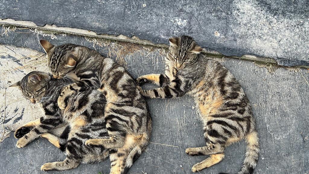 Weltkatzentag 2025