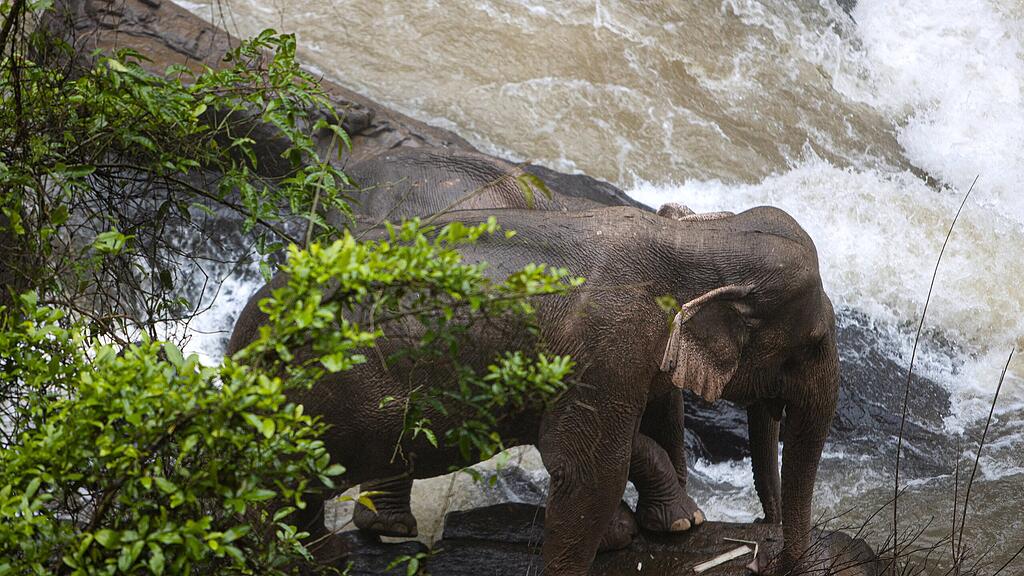 Elefanten Khao Yai Nationalpark