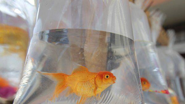 Während eines Trinkspiels verschluckte ein 22-jähriger Brite einen Goldfisch.