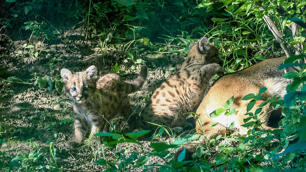 Puma_Jungtiere_c_ZooSBG_Angelika_Köppl.jpg