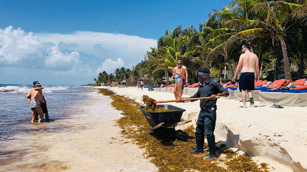 Algen, Strand Mexiko, Tulum
