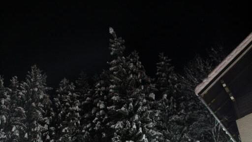 Umgestürzte Bäume in Zell am See