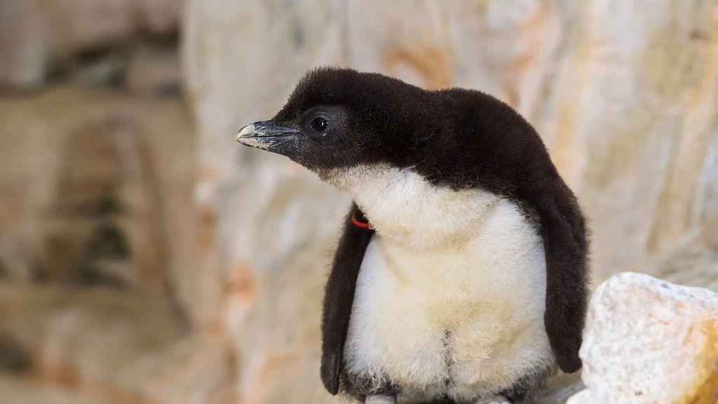 Pinguinküken in Schönbrunn