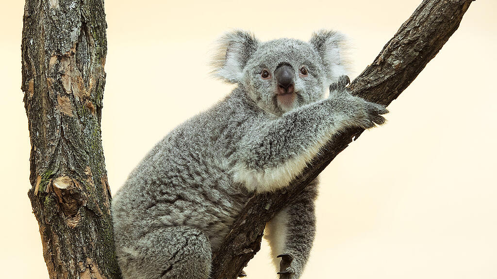 Koala