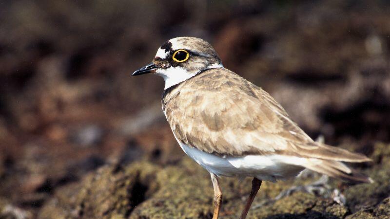 Der Flussregenpfeifer hat gerade Brutzeit und gehört zu den seltenen Vogelarten.