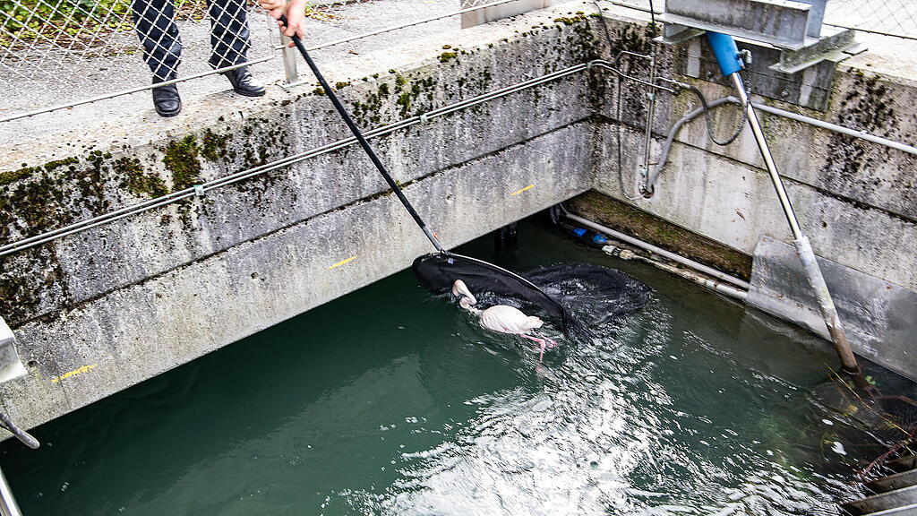 Flamingo aus Almkanal gerettet