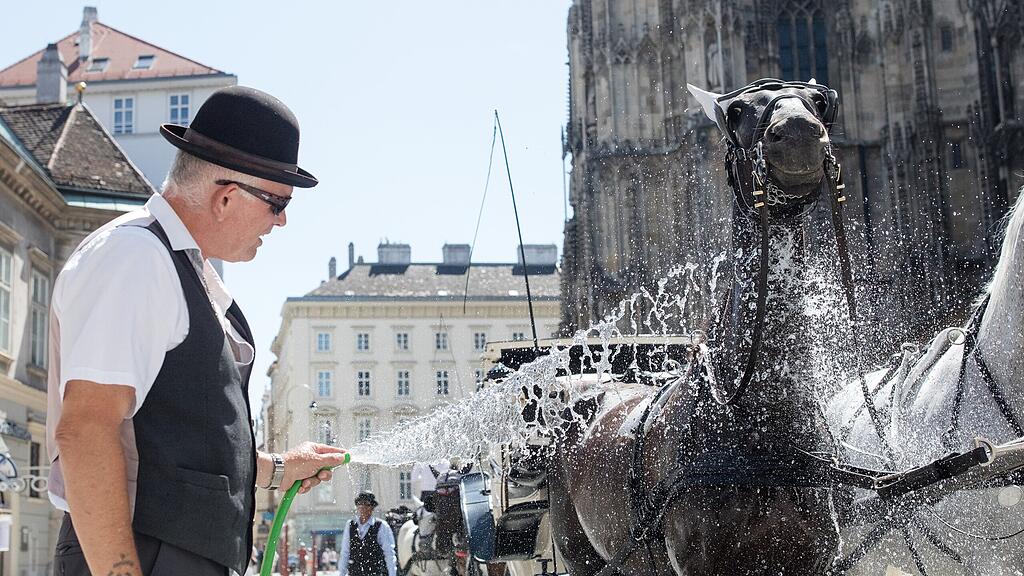Die Fiaker-Pferde genießen an heißen Sommertagen die Erfrischung.
