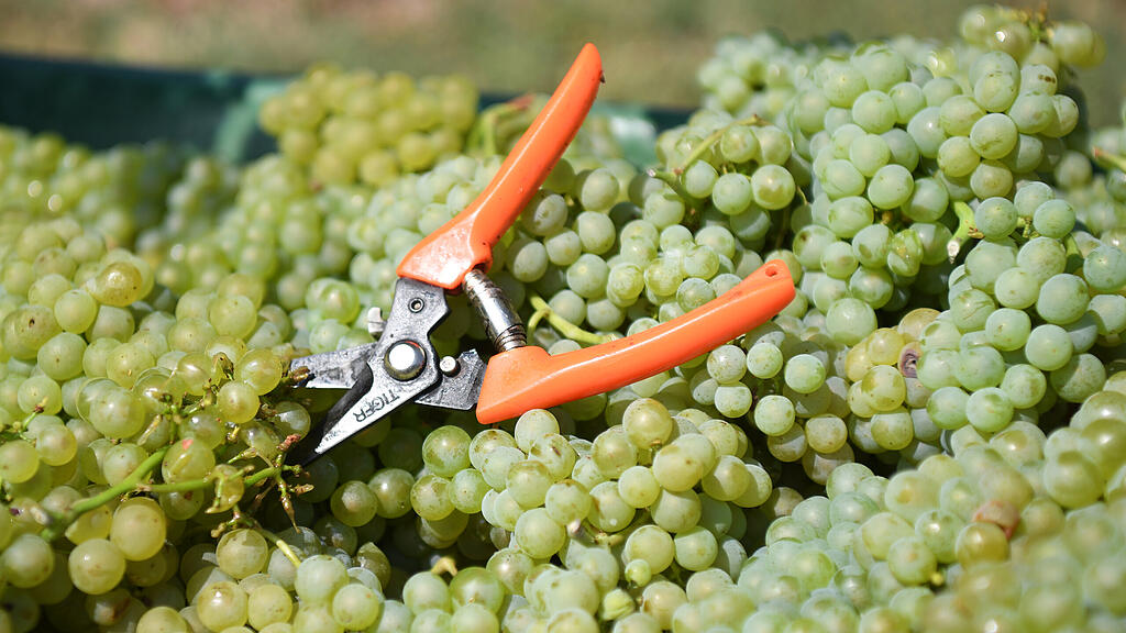 symb_weinernte; symb_wein