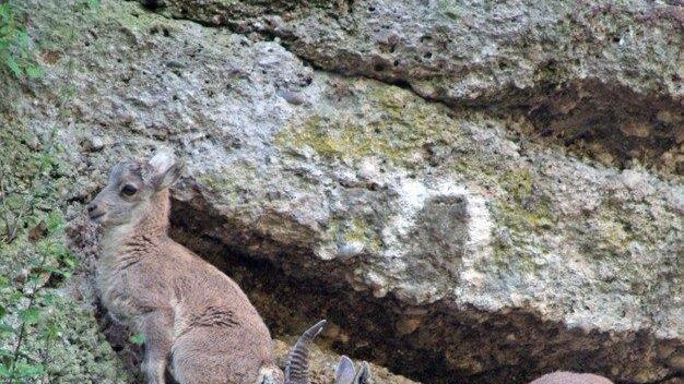Steinbock-Nachwuchs im Zoo