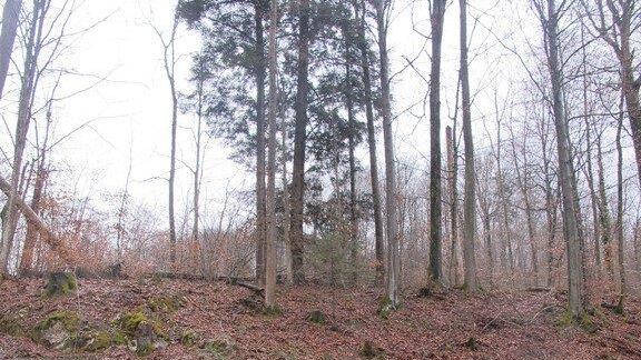 Baum stürzt auf B 305