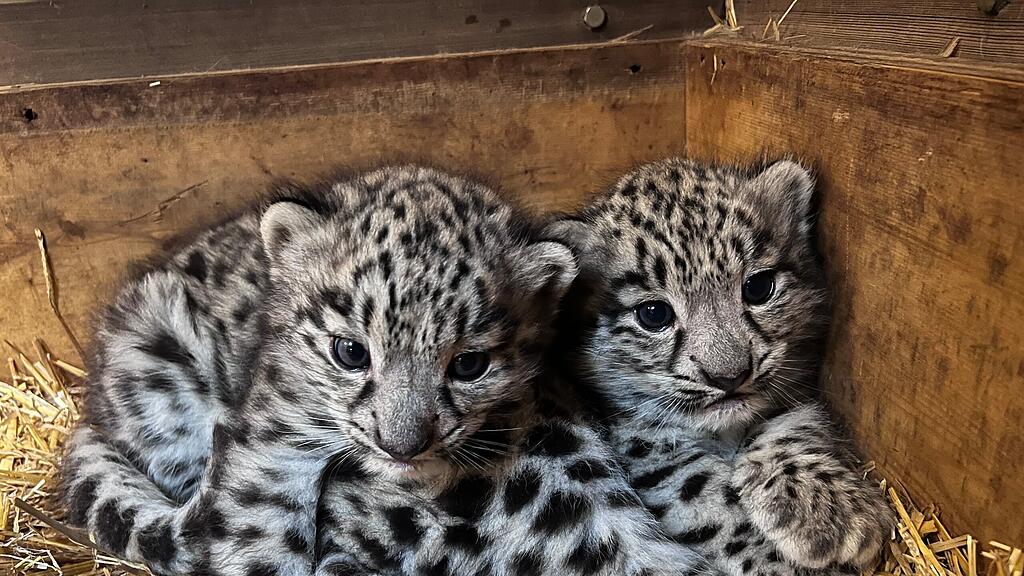 Schneeleoparden Nachwuchs Zoo Salzburg