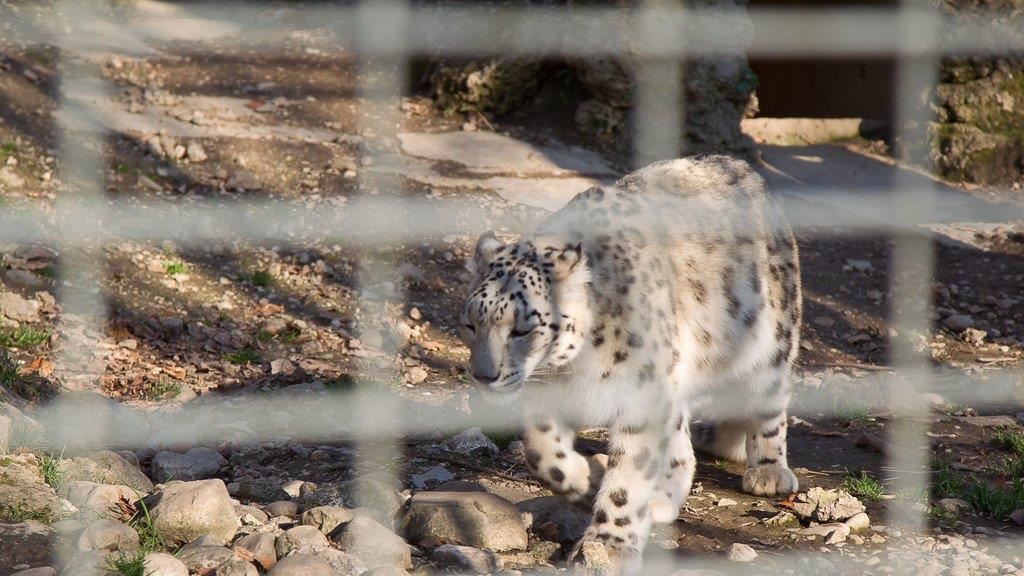 Frühlingserwachen im Salzburger Zoo