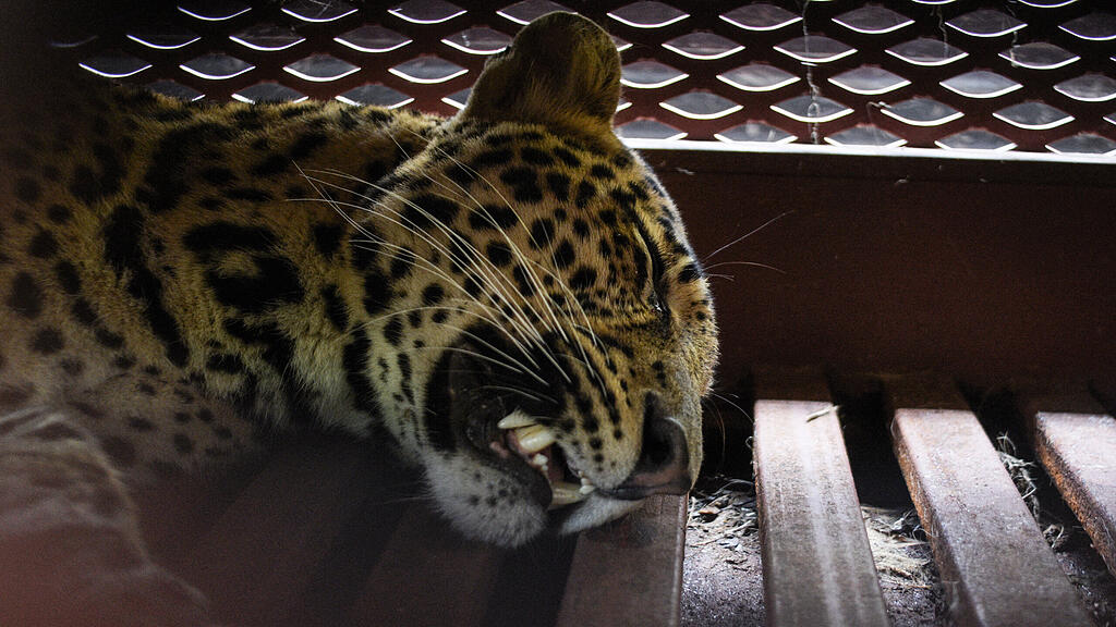 Leopard spaziert in Indonesien durch Hotel