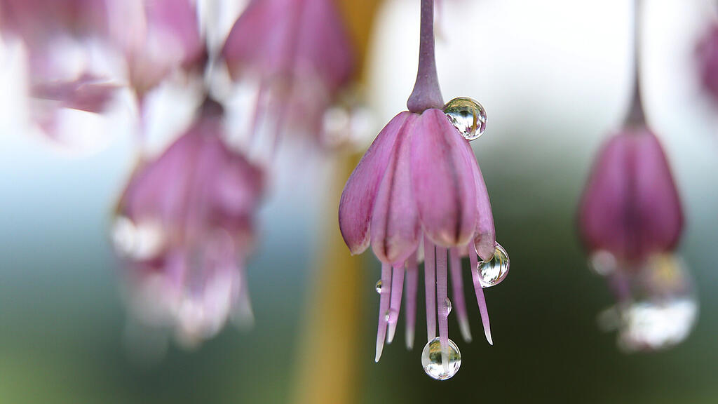 symb_frühling