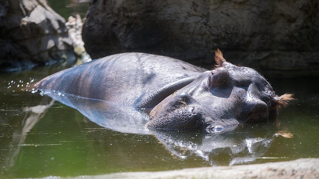 Die Tiere gehen die Tage gemütlich an.