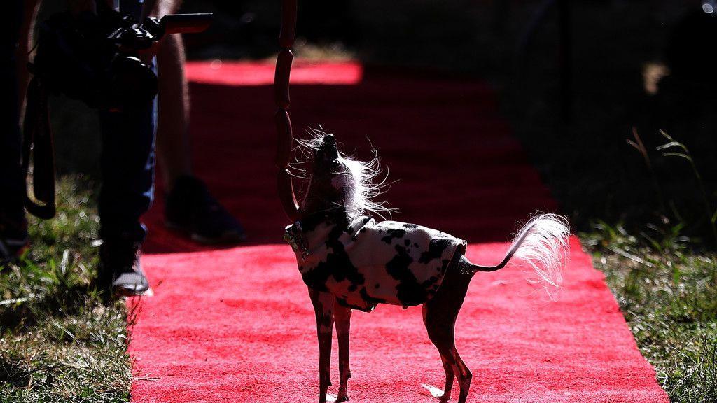 Wahl zum "Hässlichsten Hund"
