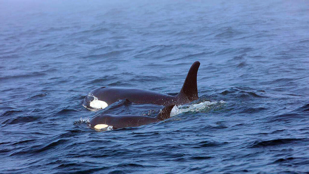 Orcas sind vom Umweltgift PCB akut bedroht. (Symbolbild)
