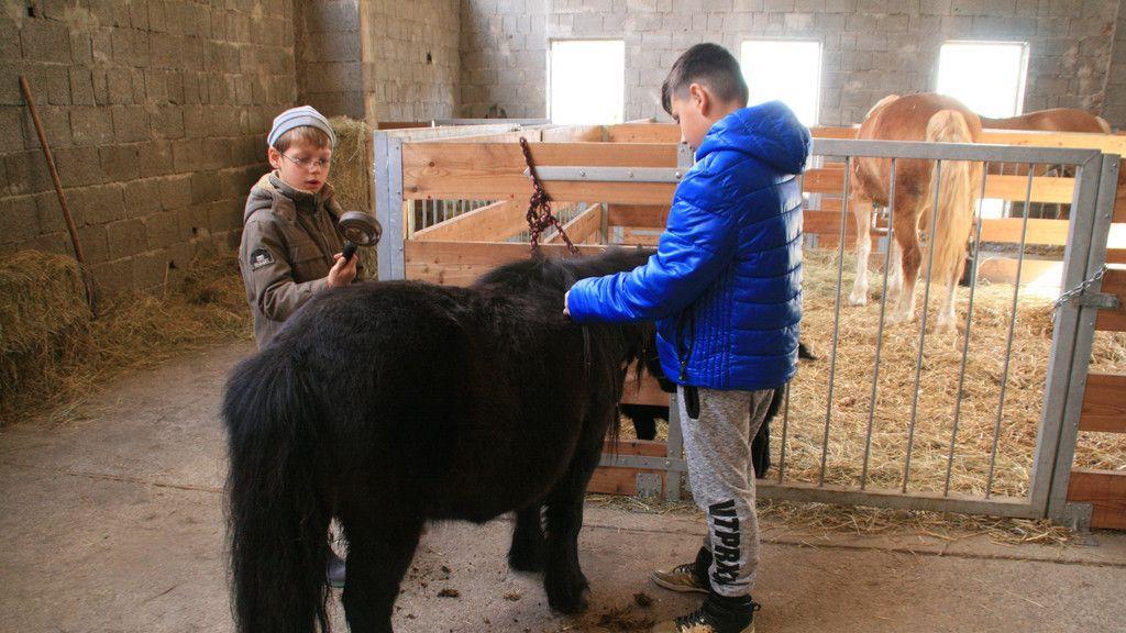 Neubauers Stadtstall: Bauernhof zum Lernen und Anfassen