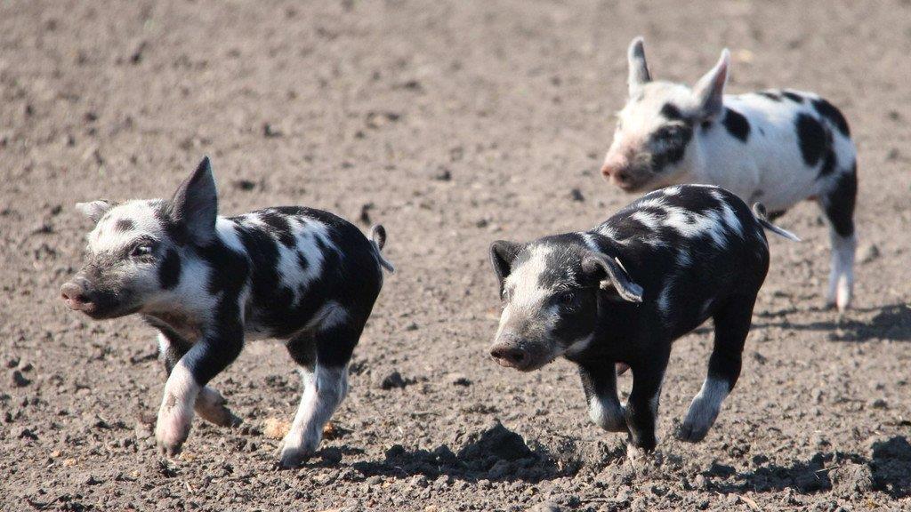 Die besten Tierbilder der Woche KW 40