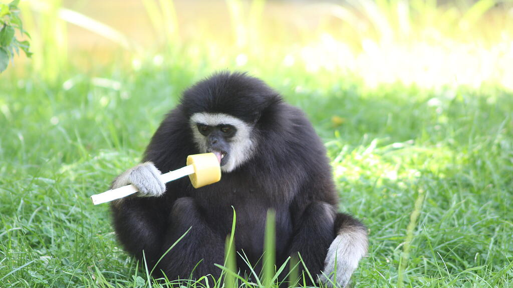 Zoo Salzburg, Sommer, Tiere