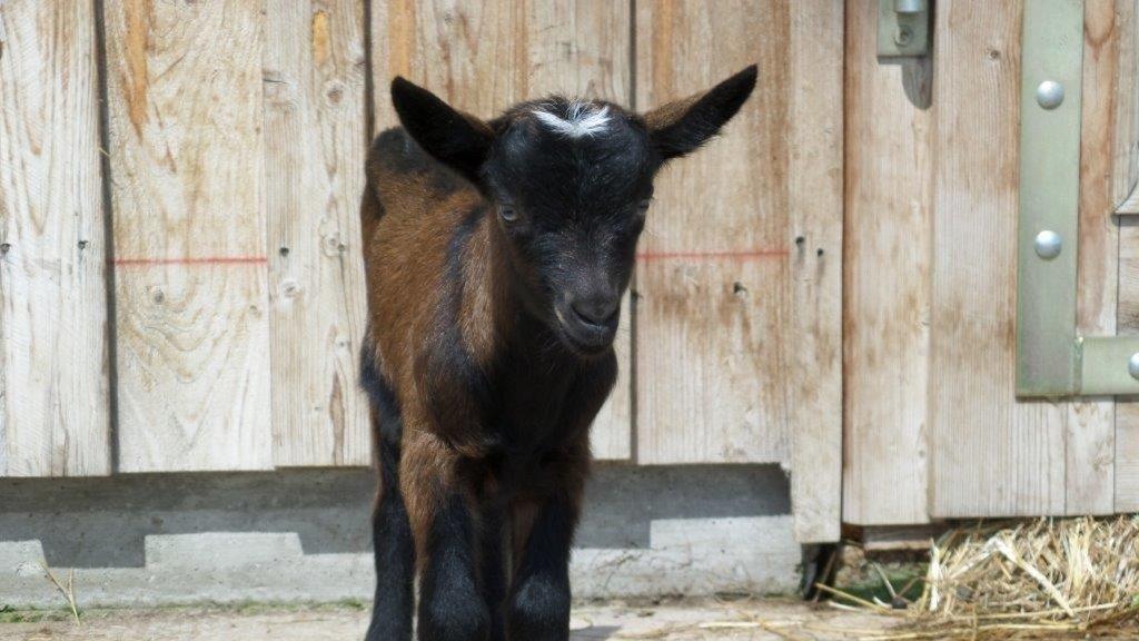 Ziegen-Babys auf der Deponie Rautenweg