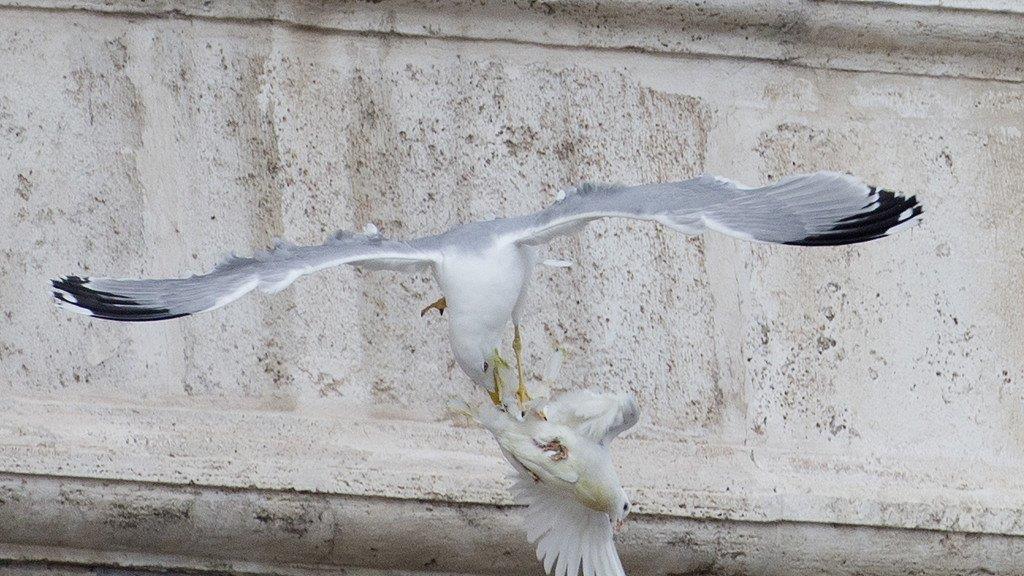 Vögel attackieren Friedenstauben