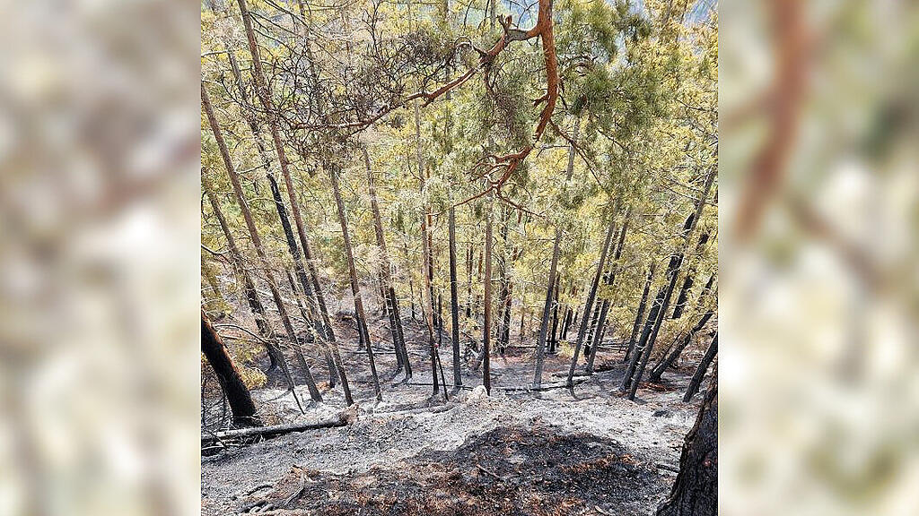 waldbrand liezen
