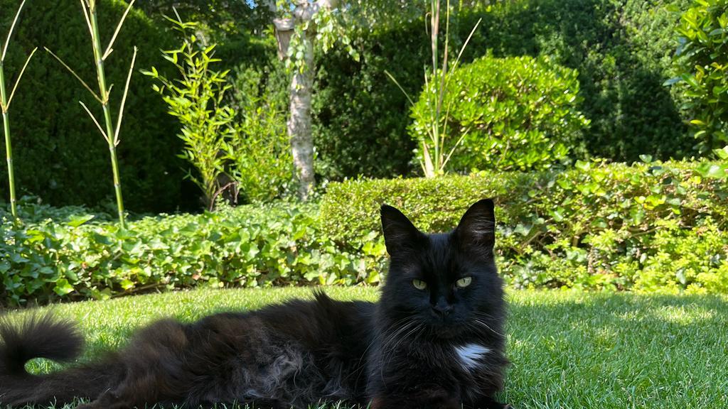 Weltkatzentag 2025