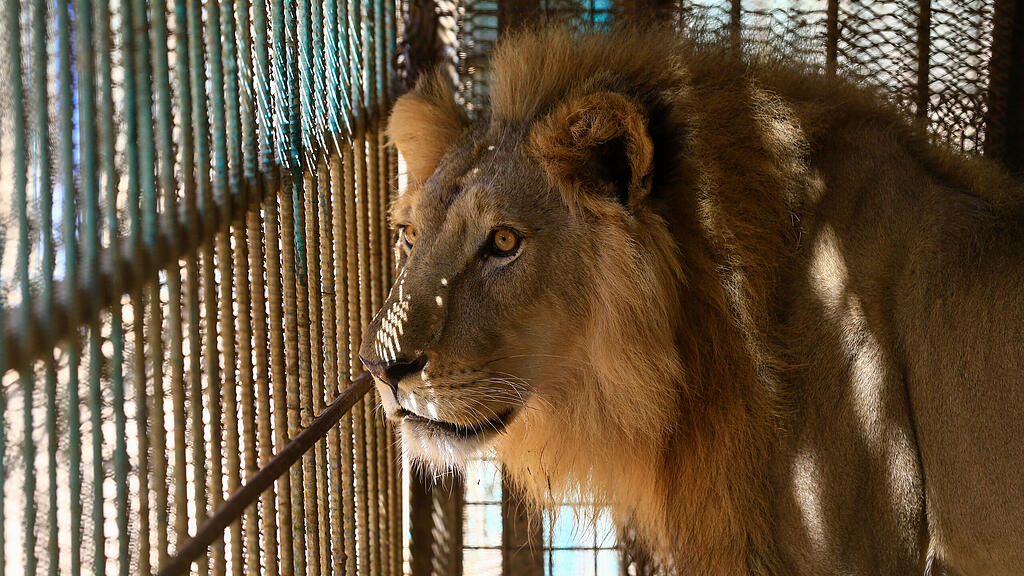 Löwen in Zoo in Sudan