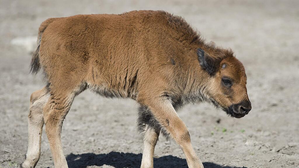 Touristen wollten das Bison-Kalb retten. (Symbolbild)