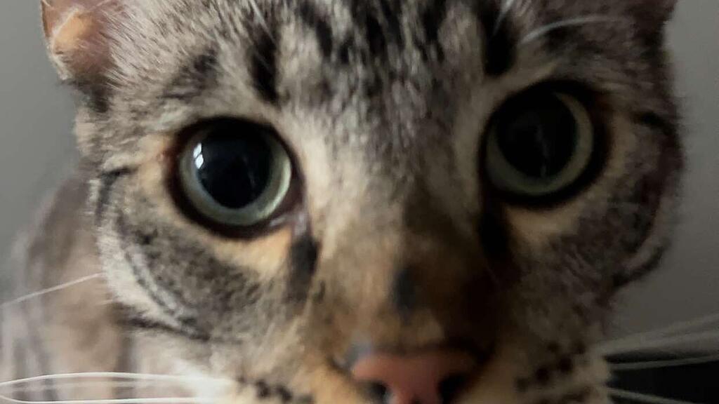 Weltkatzentag 2025