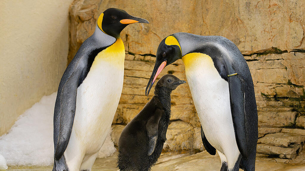 Pinguin-Nachwuchs in Schönbrunn