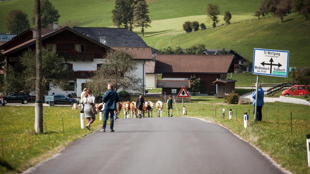 Almabtrieb St. Wolfgang I