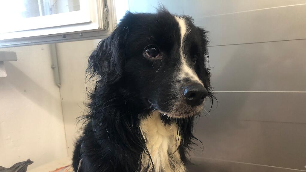 Verwahrloste Tiere in Braunau