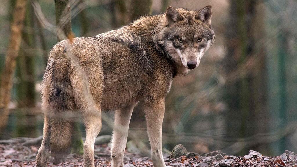 Schwaiger will sich bei der EU-Kommission dafür stark machen, den Wolf durch eine Ausnahmeregelung in Salzburg bejagen zu können (Symbolbild).