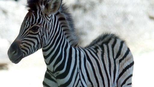 Zebra in Schönbrunn geboren