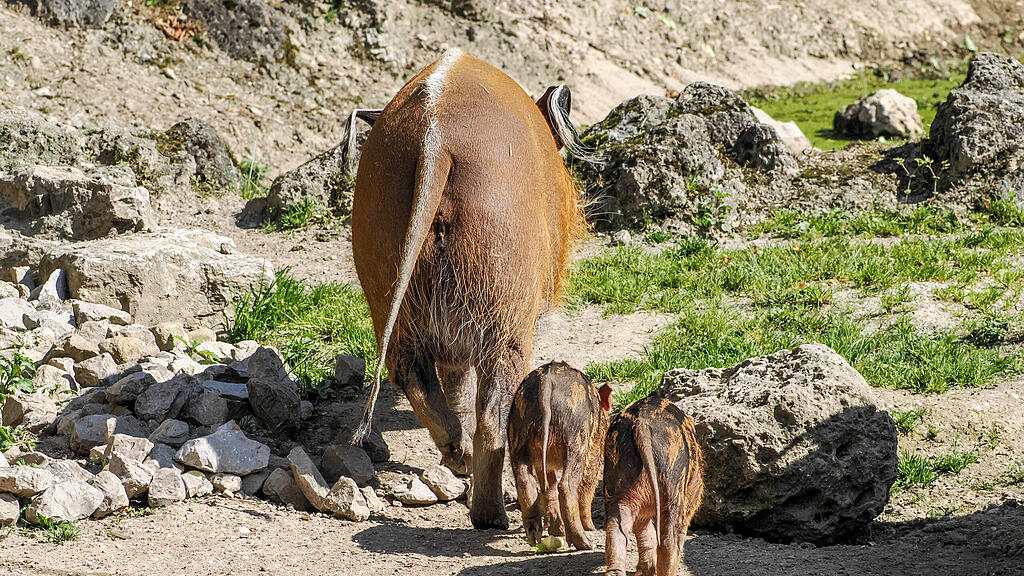 Gut behüteter Nachwuchs bei den Pinselohrschweinen_c_ZooSBG_Angelika Köppl (1).jpg