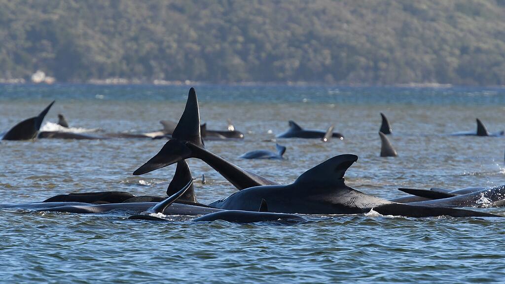 Tasmanien, Australien, Grindwale