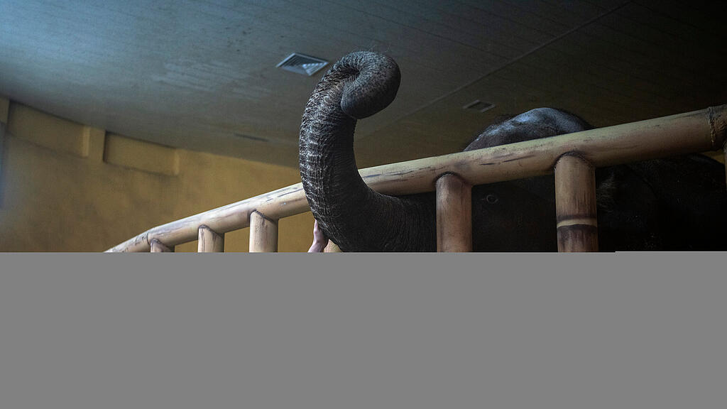 Zoo Demidiw
