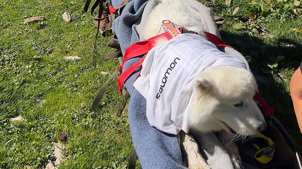 Hund gerettet