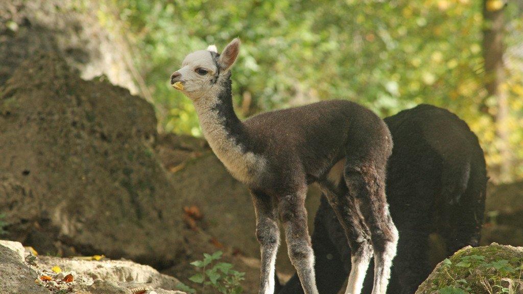 Alpaka-Baby im Zoo Salzburg