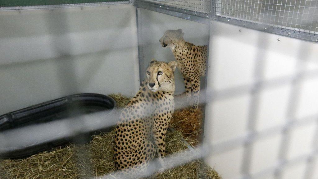 "Irma": Tiere im Zoo Miami in Sicherheit gebracht
