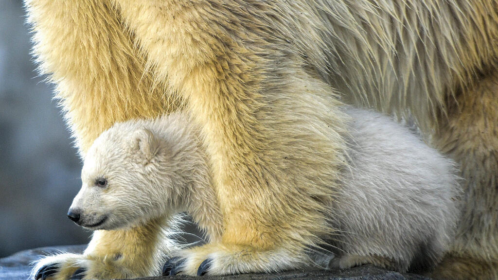 Eisbär, Wien, Schönnbrunn